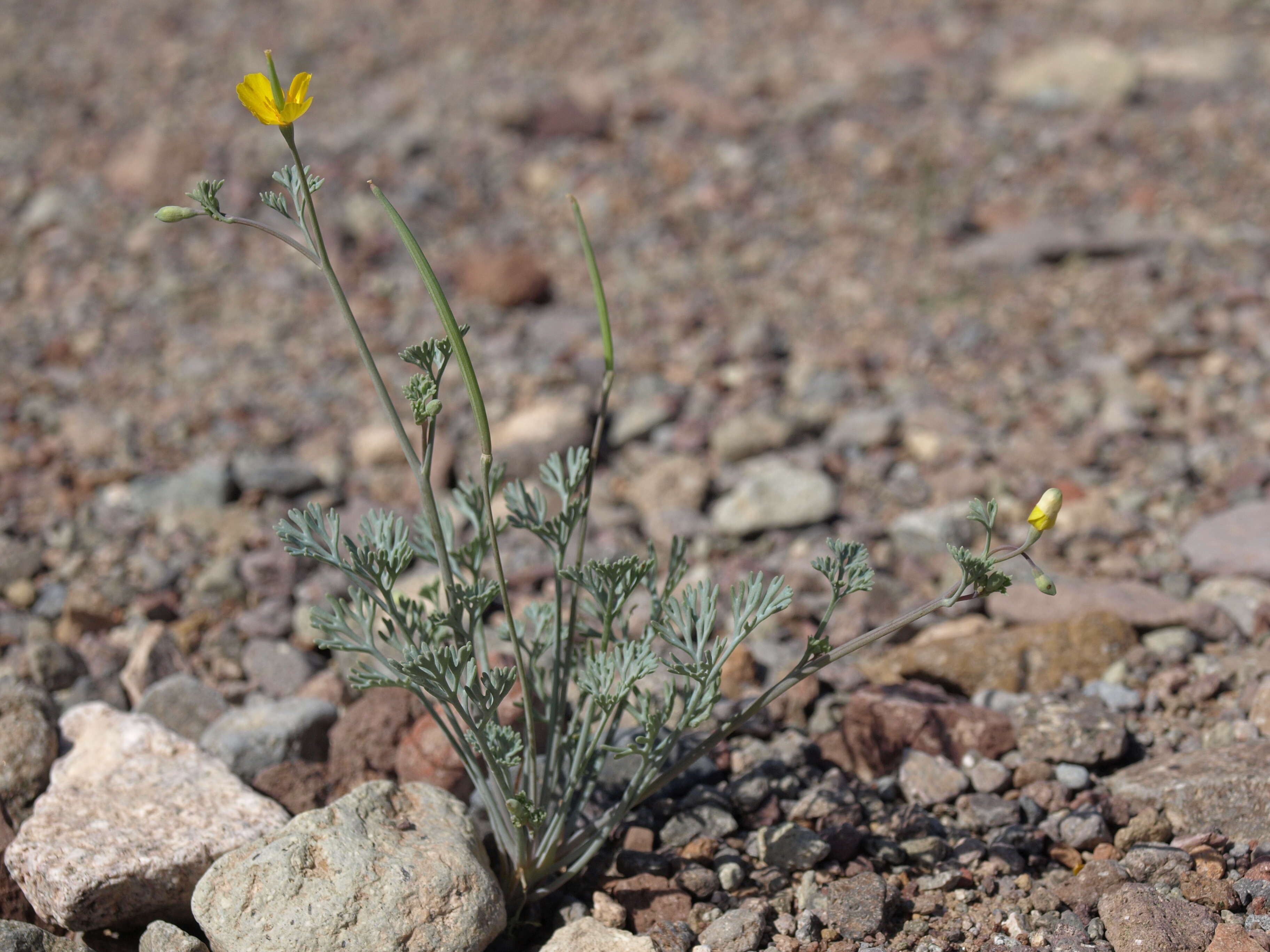 Imagem de Eschscholzia minutiflora S. Wats.