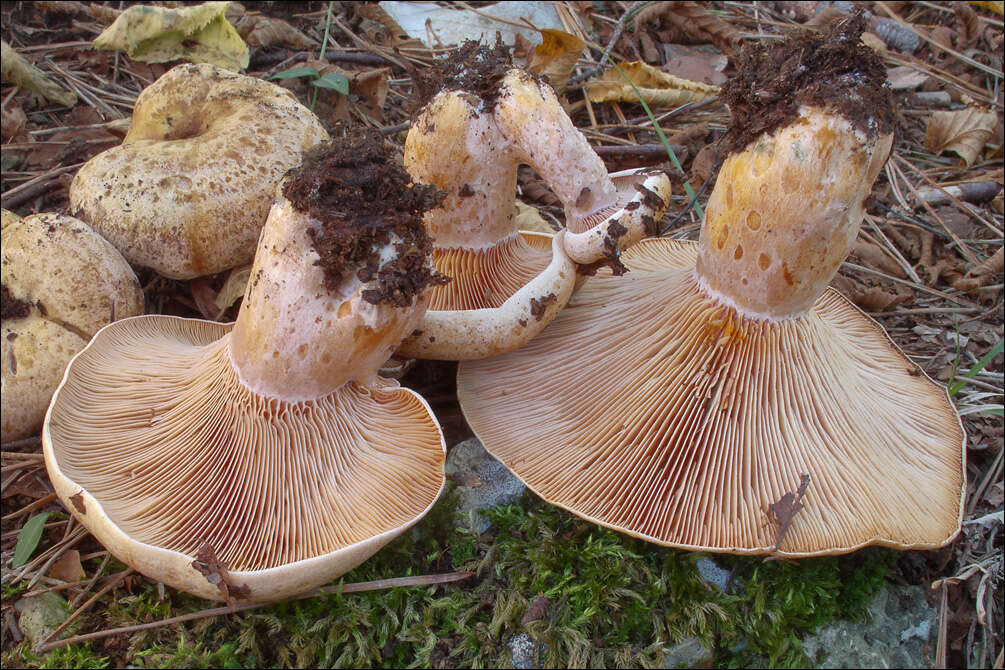 Image of Bloody milkcap