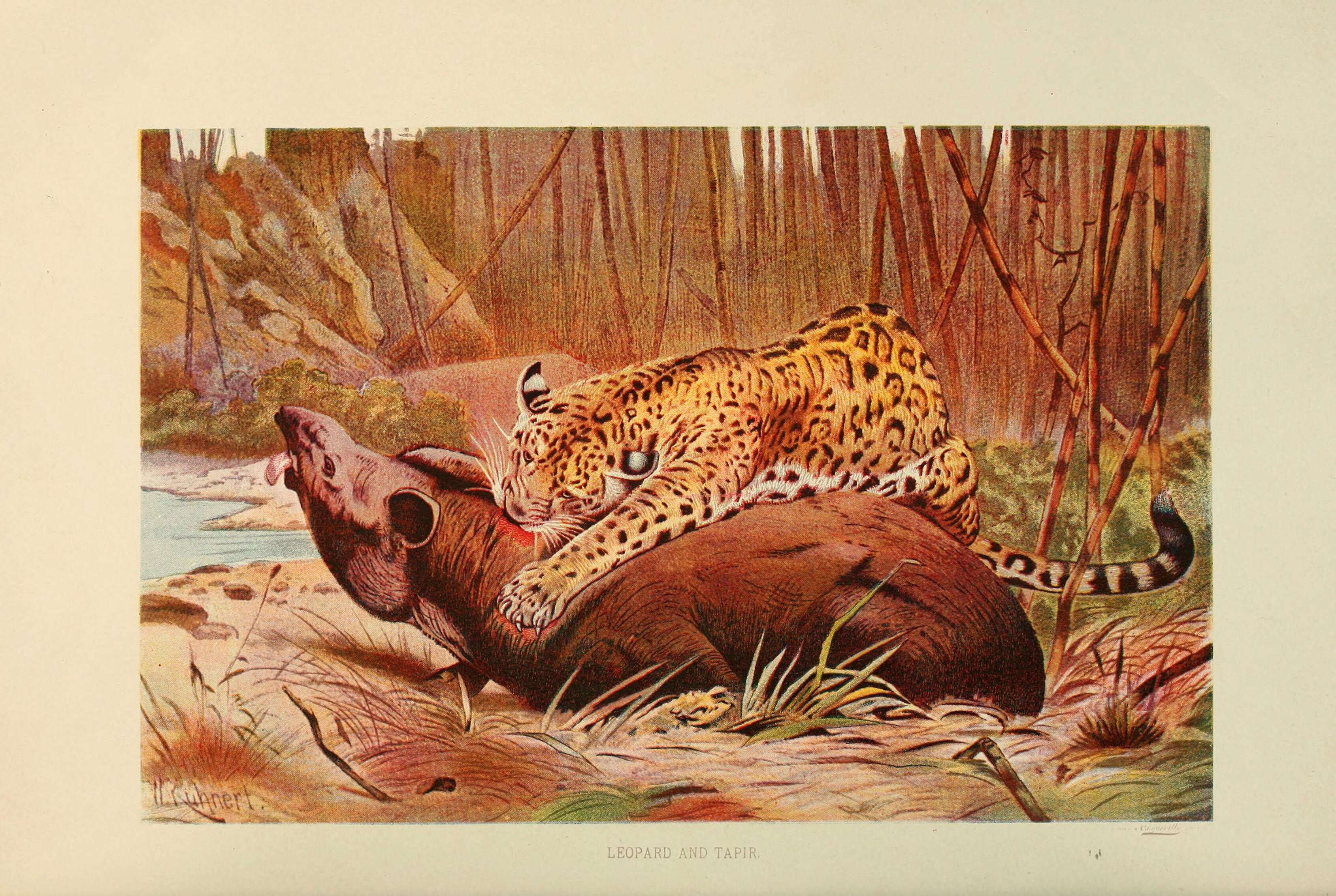 Image of Jaguar