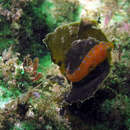 Image of Eastern cleaner-clingfish