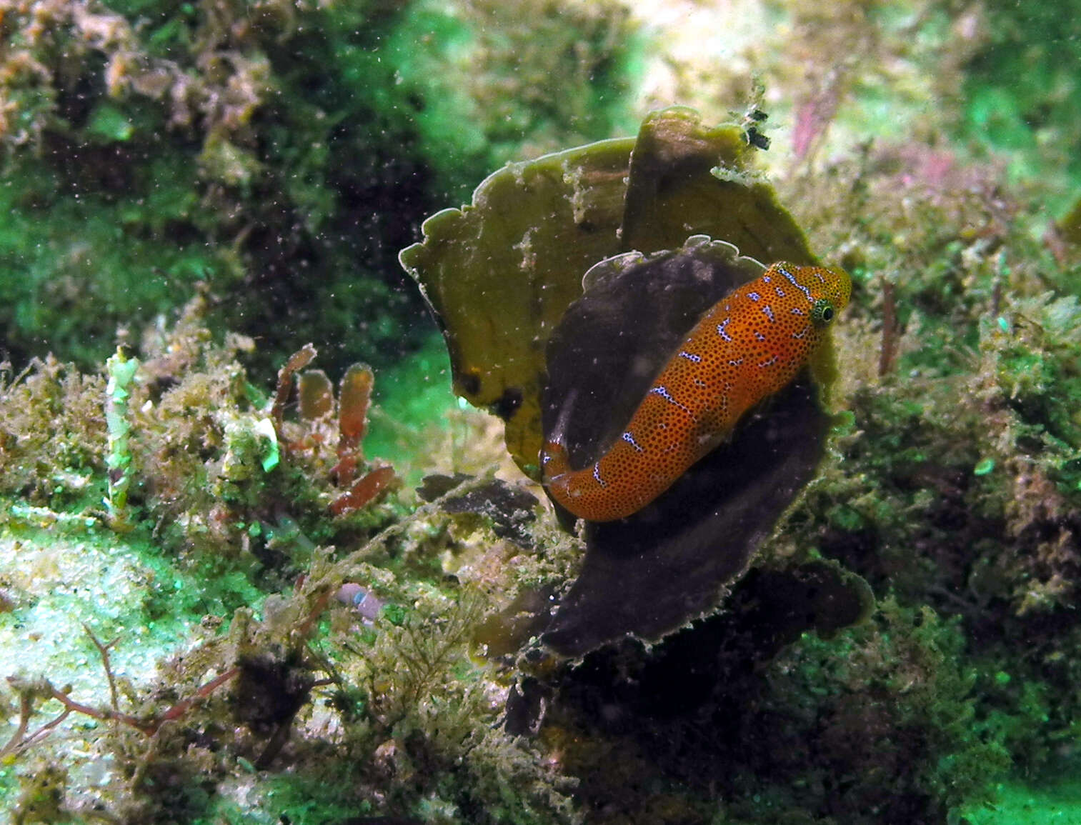 Image of Eastern cleaner-clingfish