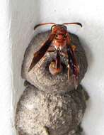 Image of Potter wasp