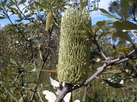 Image of banksia