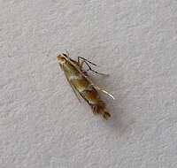 Image of horse-chestnut leaf miner