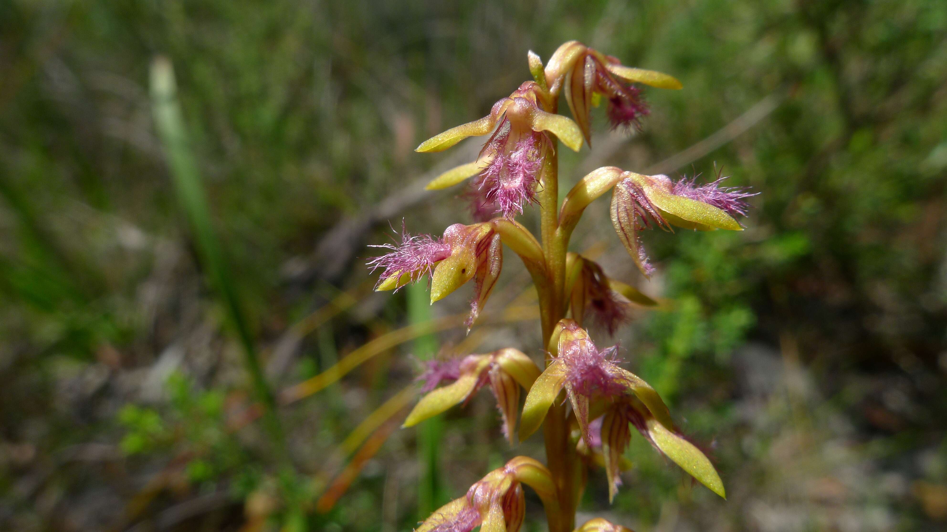 Imagem de Genoplesium fimbriatum (R. Br.) D. L. Jones & M. A. Clem.