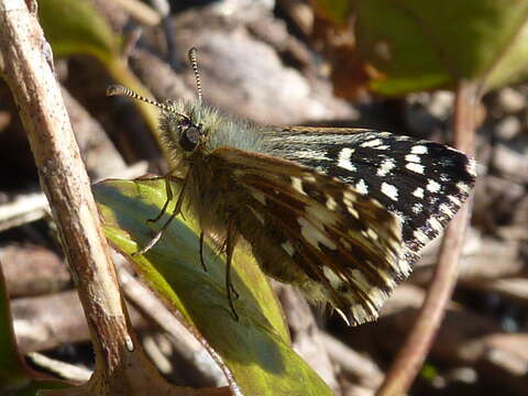 Image of Grizzled skipper