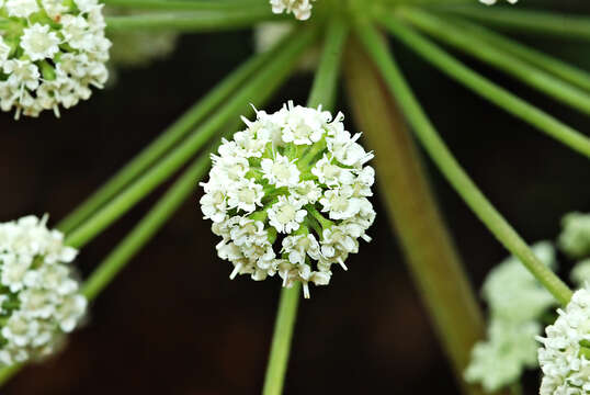 Image of angelica