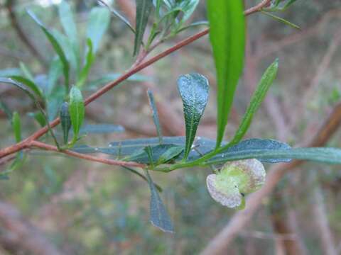 Image of Florida hopbush