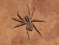 Image of wolf spiders