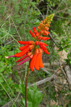 Слика од Erythrina humeana Spreng.