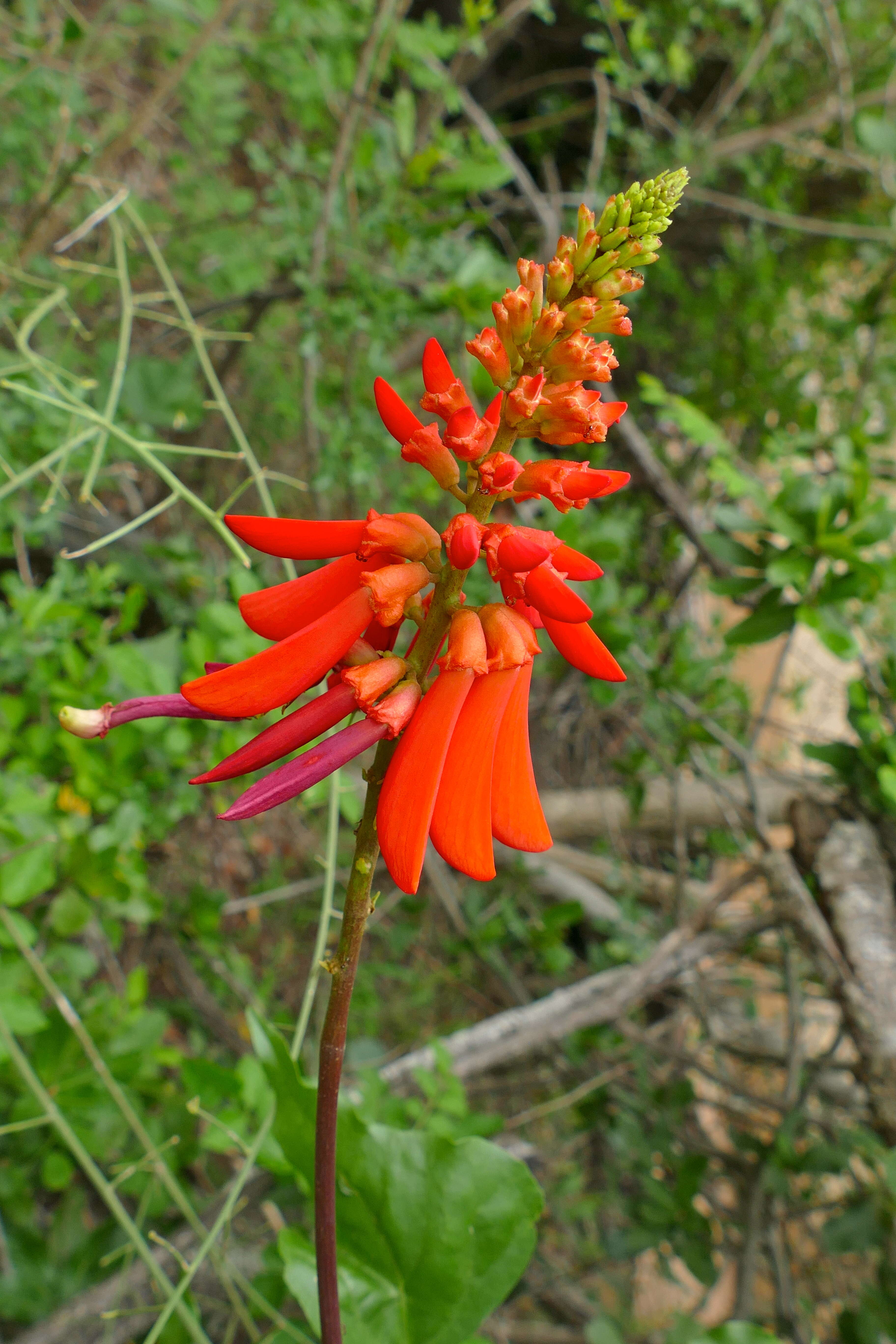 Слика од Erythrina humeana Spreng.