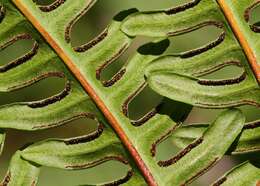 Image of brake fern