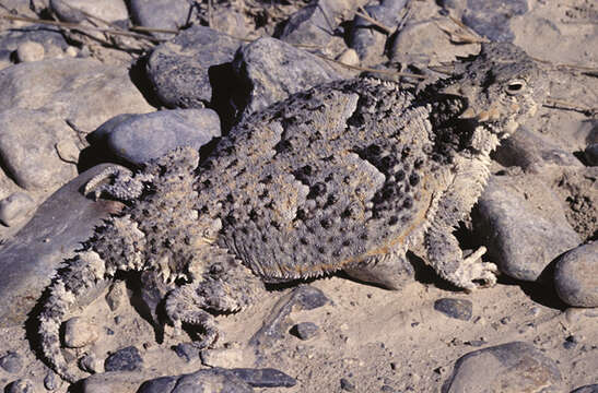 Image of Desert Horned Lizard