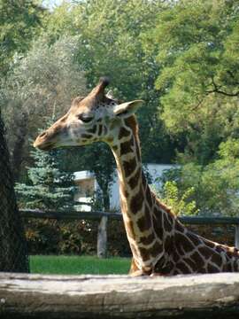 Plancia ëd Giraffa camelopardalis camelopardalis (Linnaeus 1758)