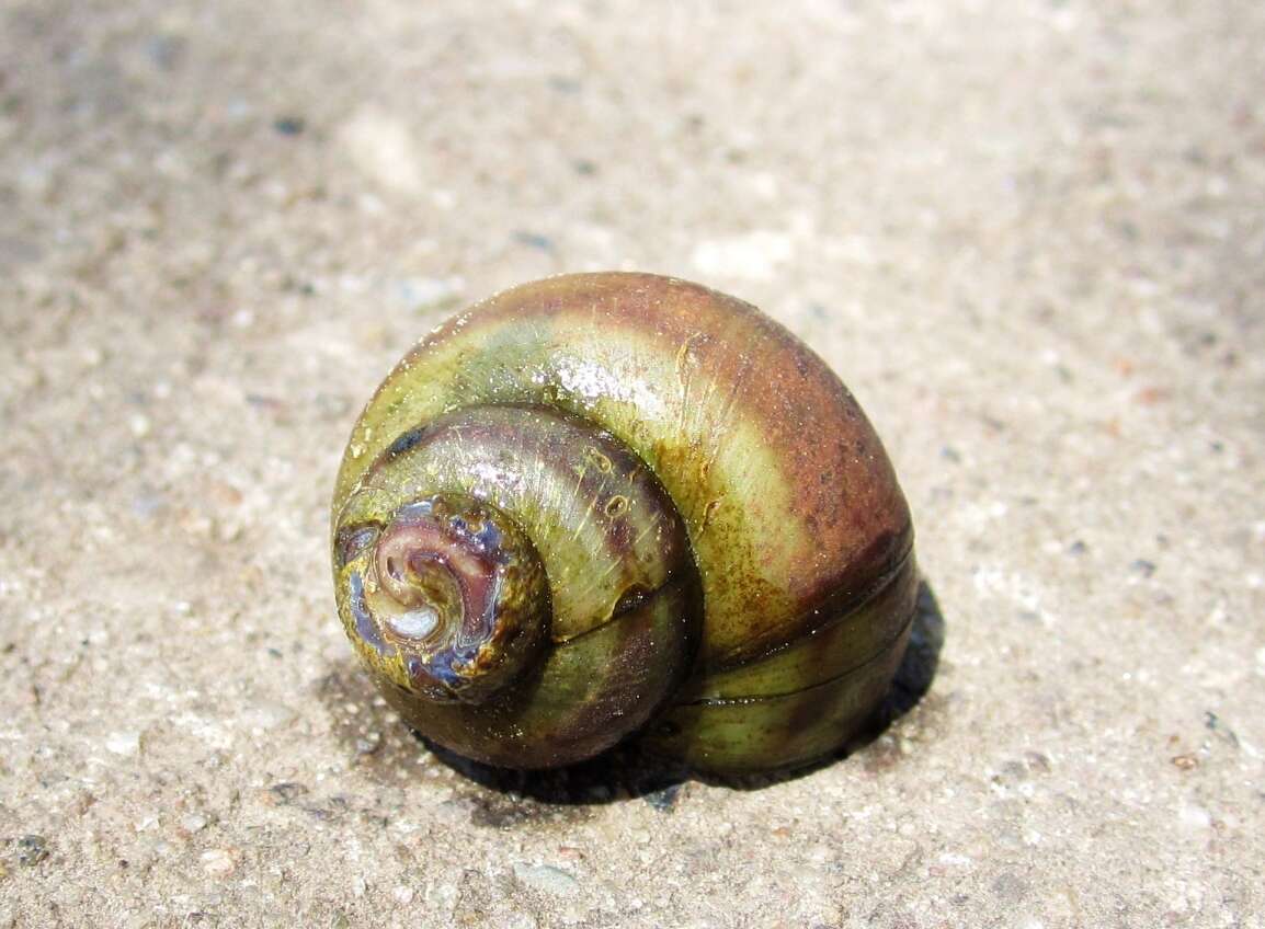 Image of river snails