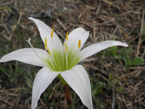 Image of Zephyranthes atamasco (L.) Herb.