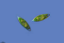 Image of Euglena sociabilis
