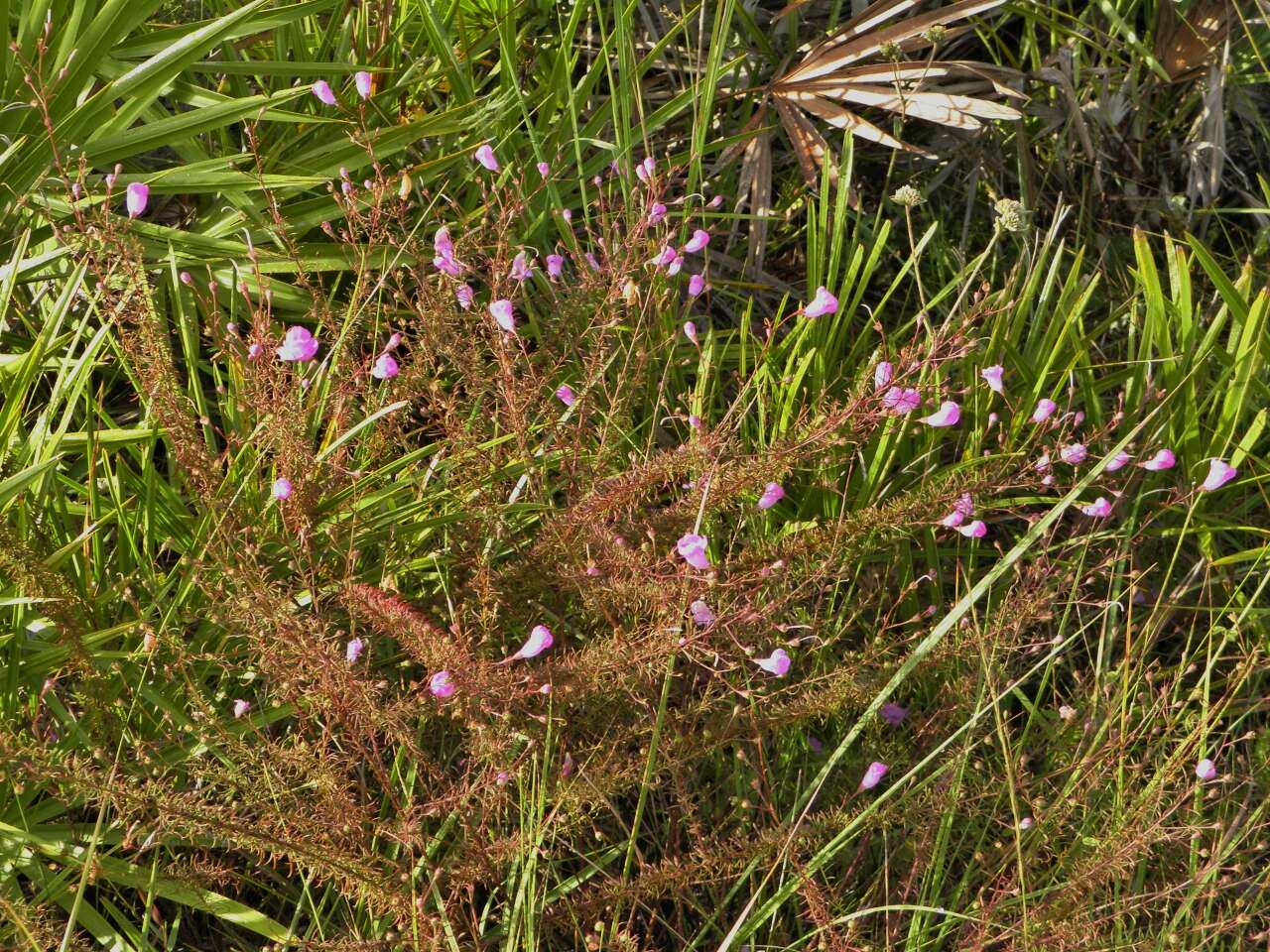 Image of false foxglove