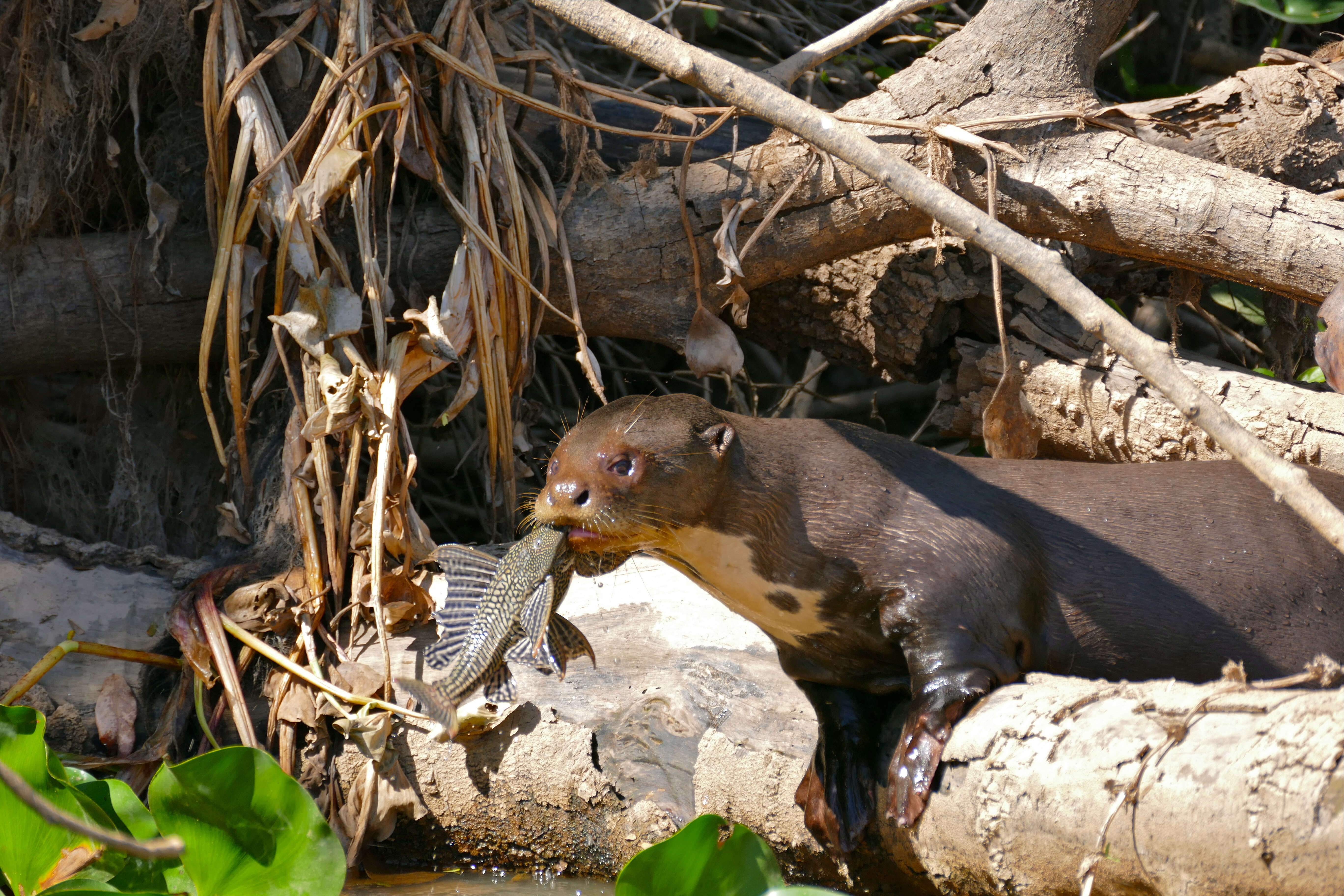 Image of giant otter