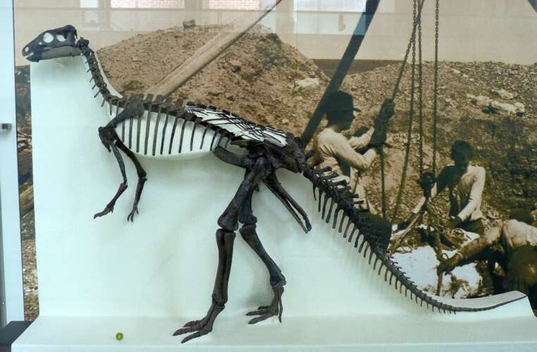 Image of ornithopods