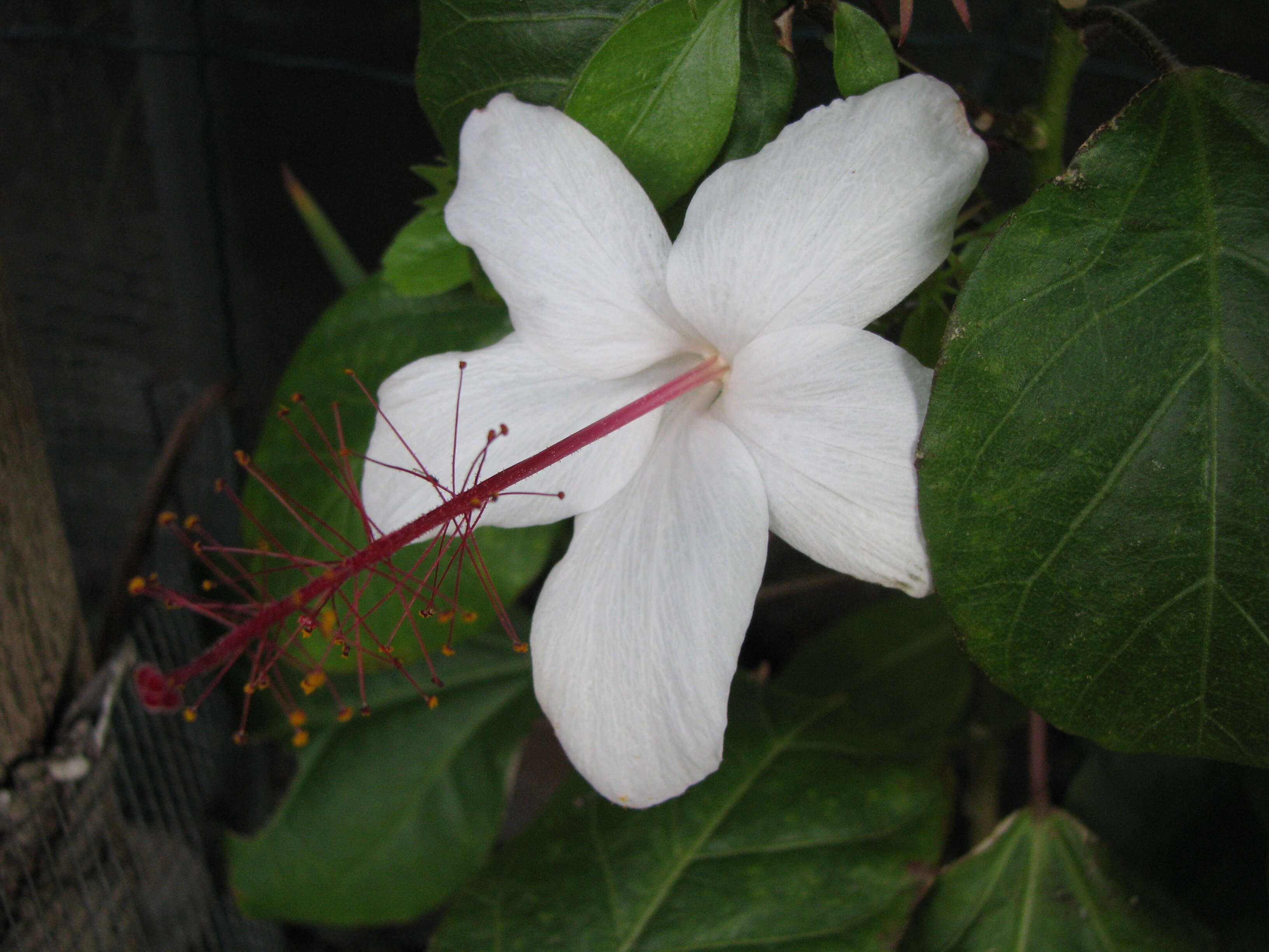 Image of white Kauai rosemallow