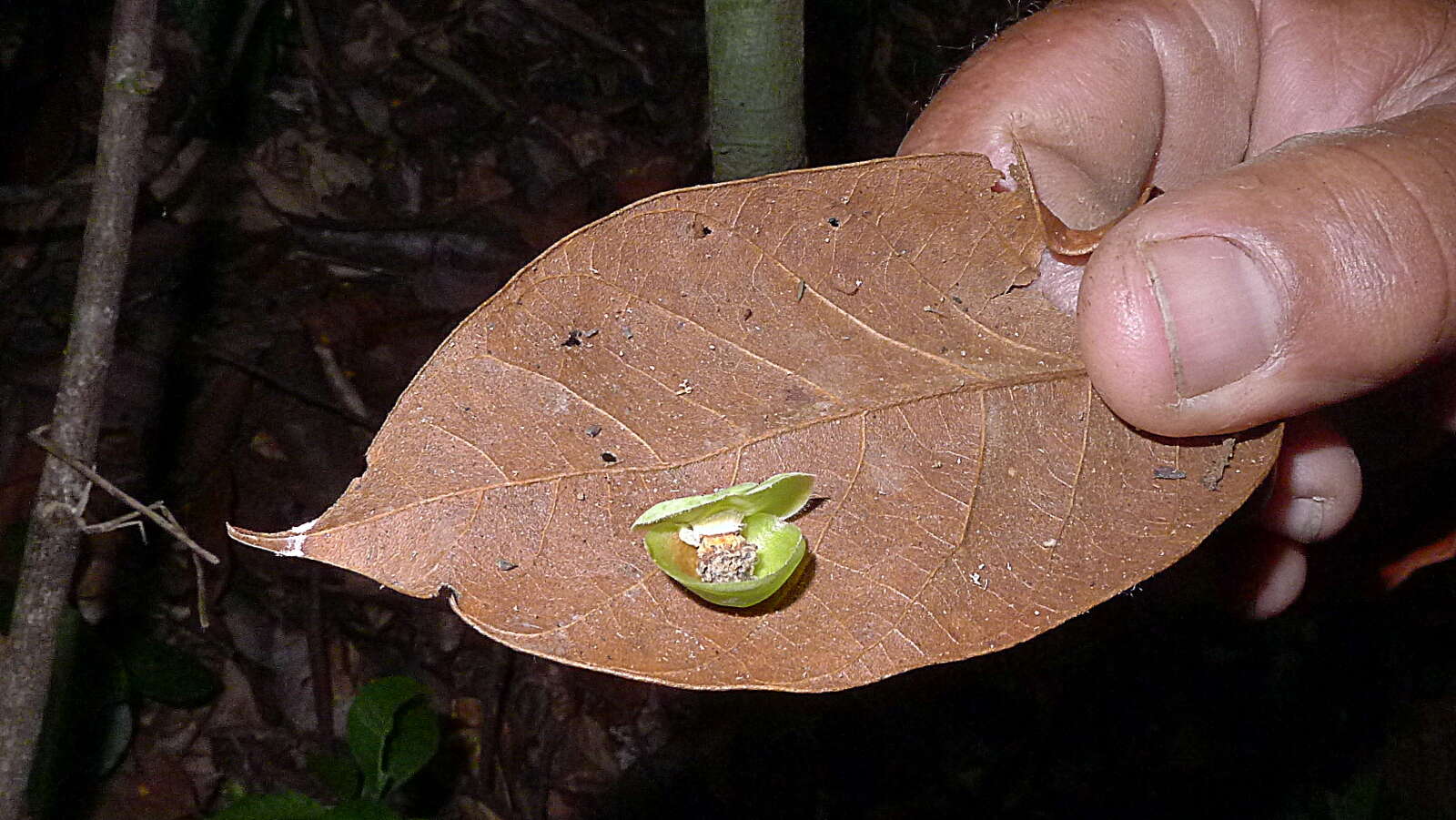 Plancia ëd Davilla flexuosa St.-Hil.