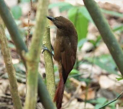 Image of Plain-brown Woodcreeper