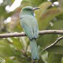 Image of Blue-bearded Bee-eater