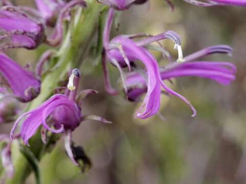 Sivun Lobelia brasiliensis A. O. S. Vieira & G. J. Sheph. kuva