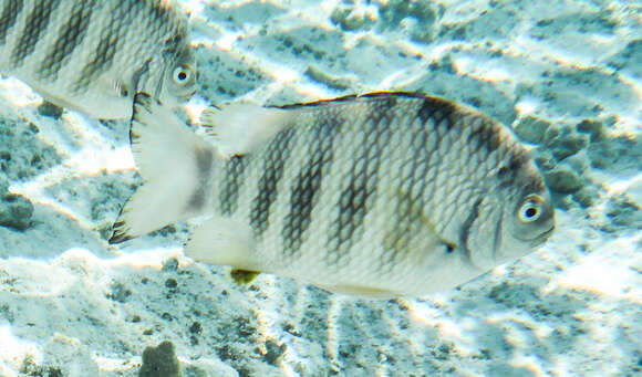 Image of Sergeant Fish