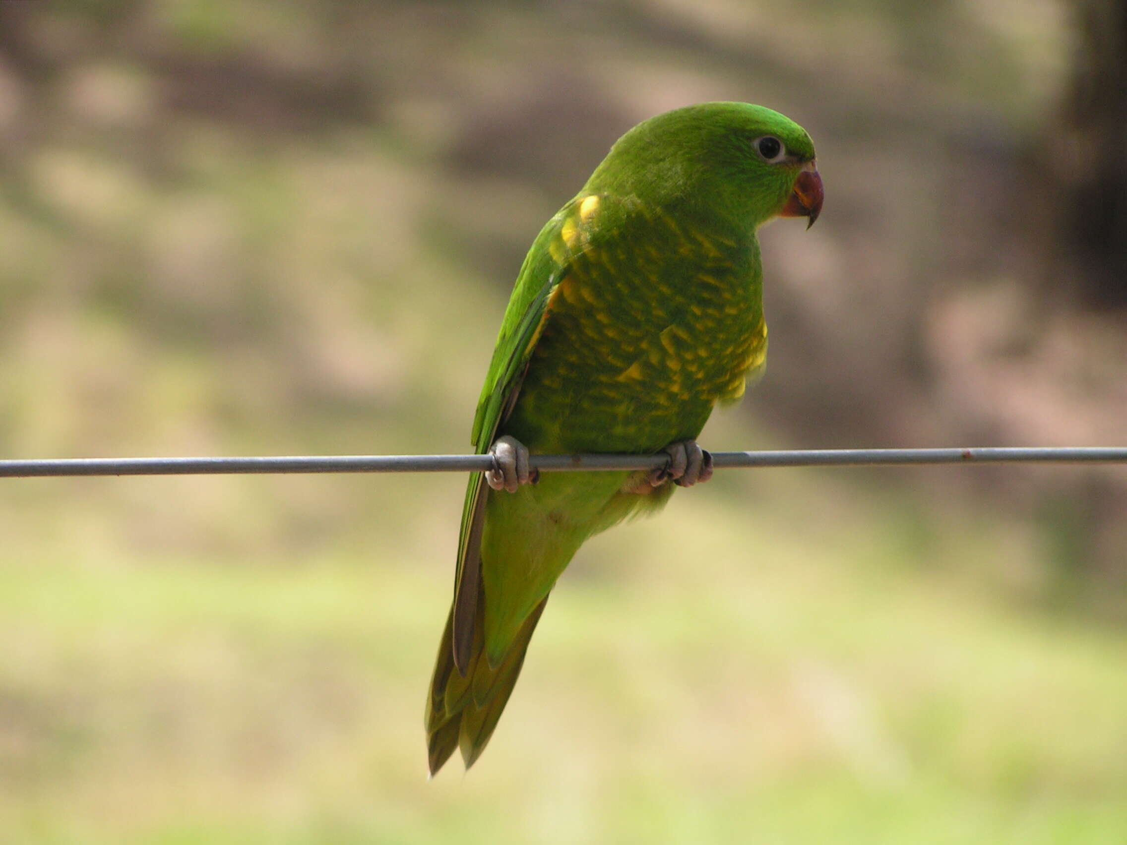 صورة Trichoglossus chlorolepidotus (Kuhl 1820)