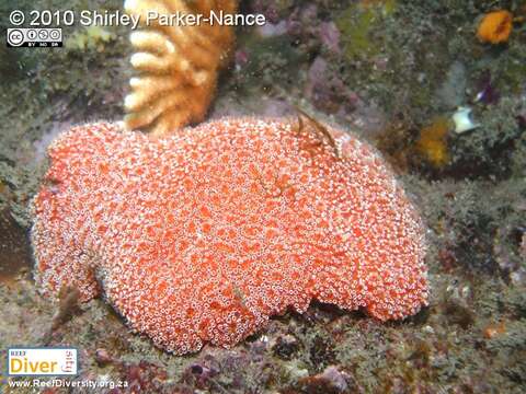 Image of Aplidium flavolineatum (Sluiter 1898)