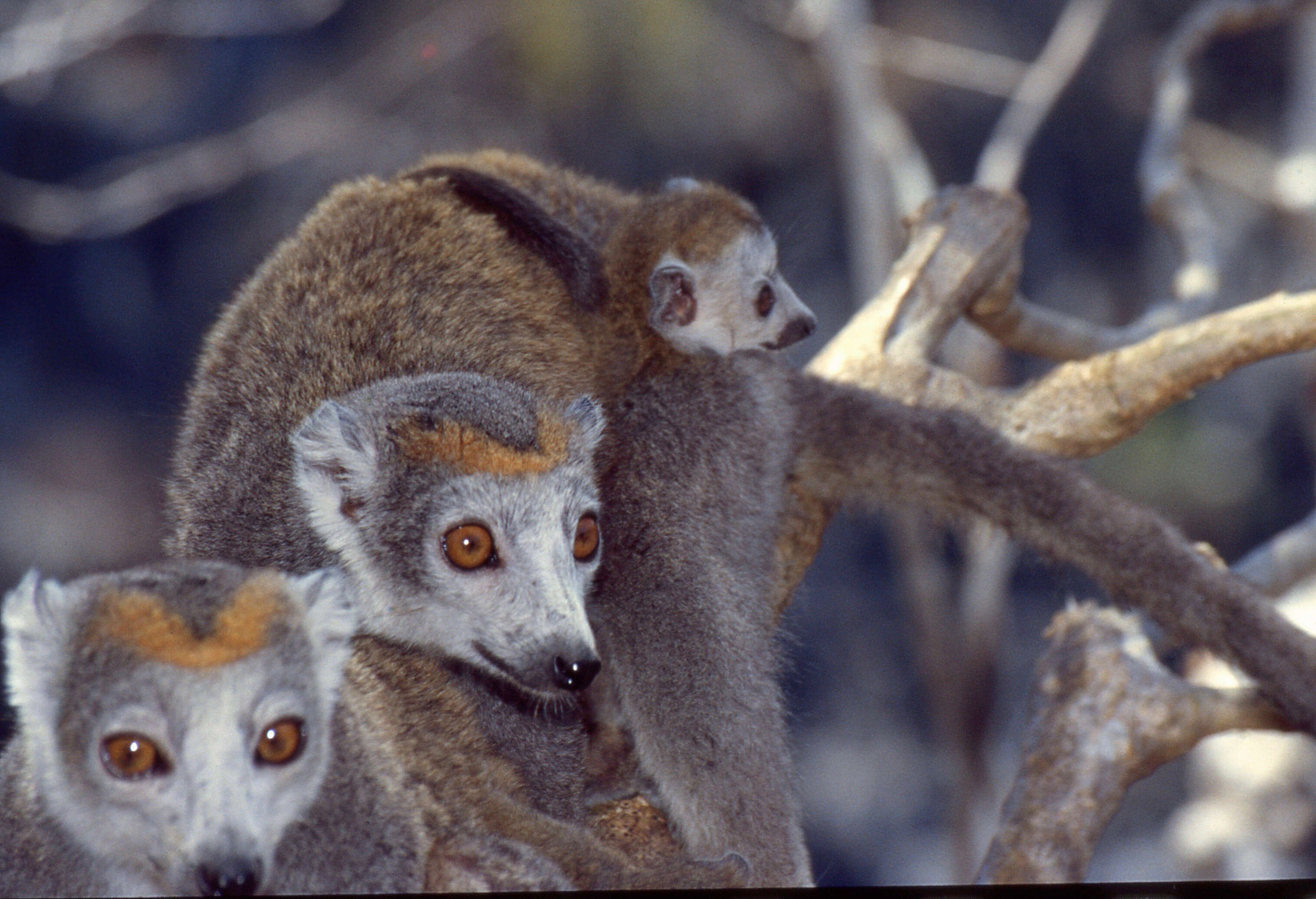 Image of true lemur