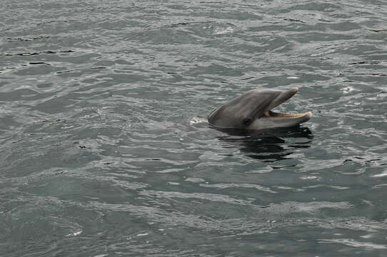 Imagem de Tursiops Gervais 1855