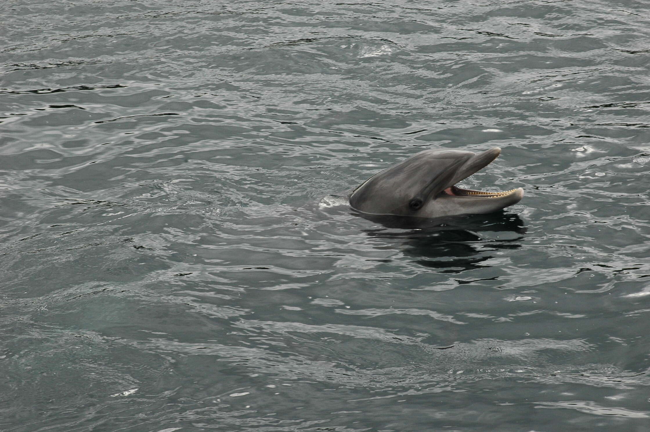 Image of Bottlenose Dolphin