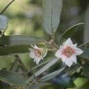 Image of Atherosperma moschatum subsp. integrifolium (A. Cunn. ex Tul.) Schodde