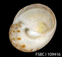 Image of moon snail