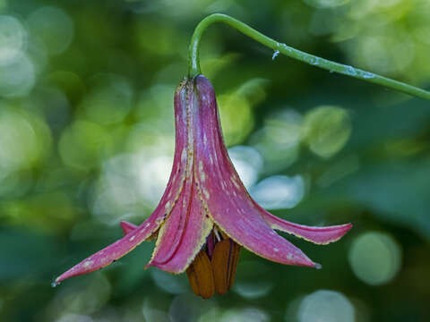 Lilium canadense L. resmi