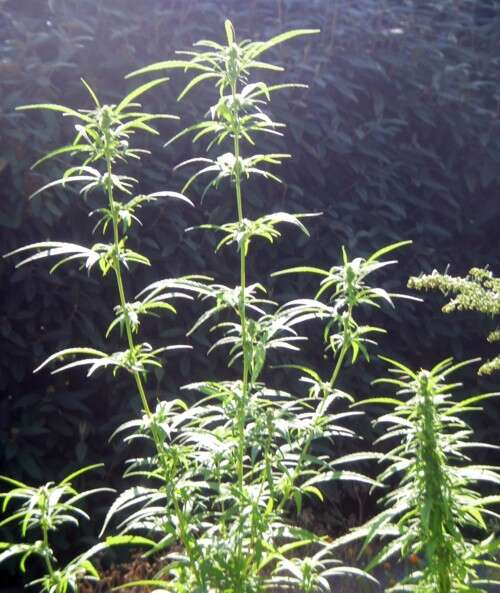 Image of hemp