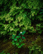 Image of hydrangea