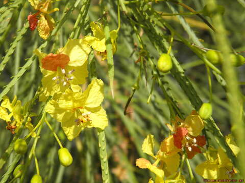 Image of Jerusalem thorn