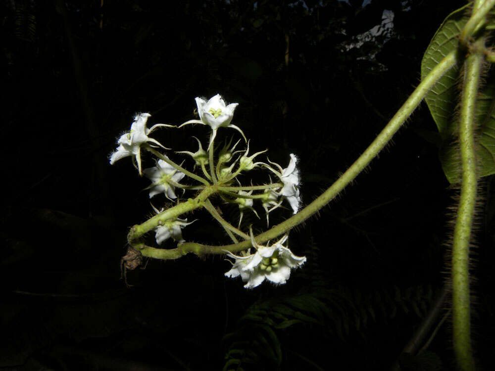 Image of Fischeria billbergiana (Beurling) G. Morillo