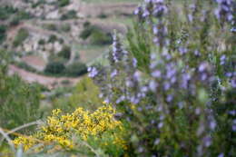 Image of Genista lucida Cambess.