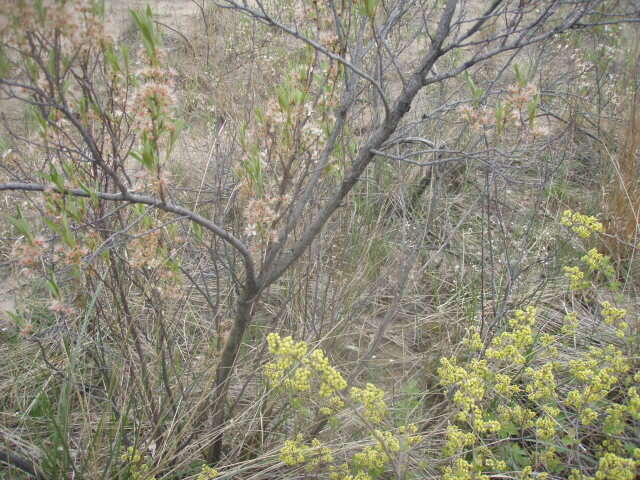 صورة Prunus pumila L.