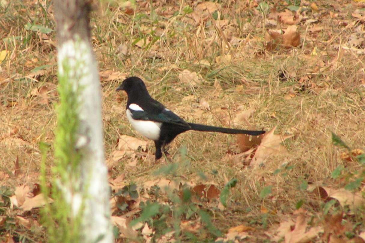 Image of magpie