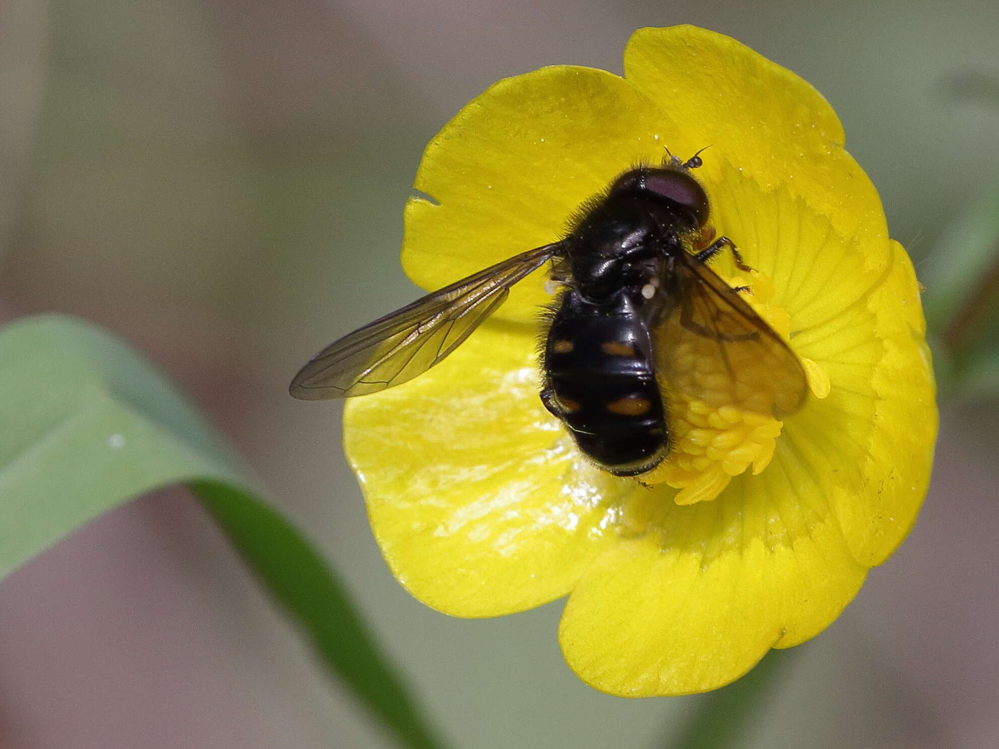 Image of Pipiza quadrimaculata (Panzer 1804)