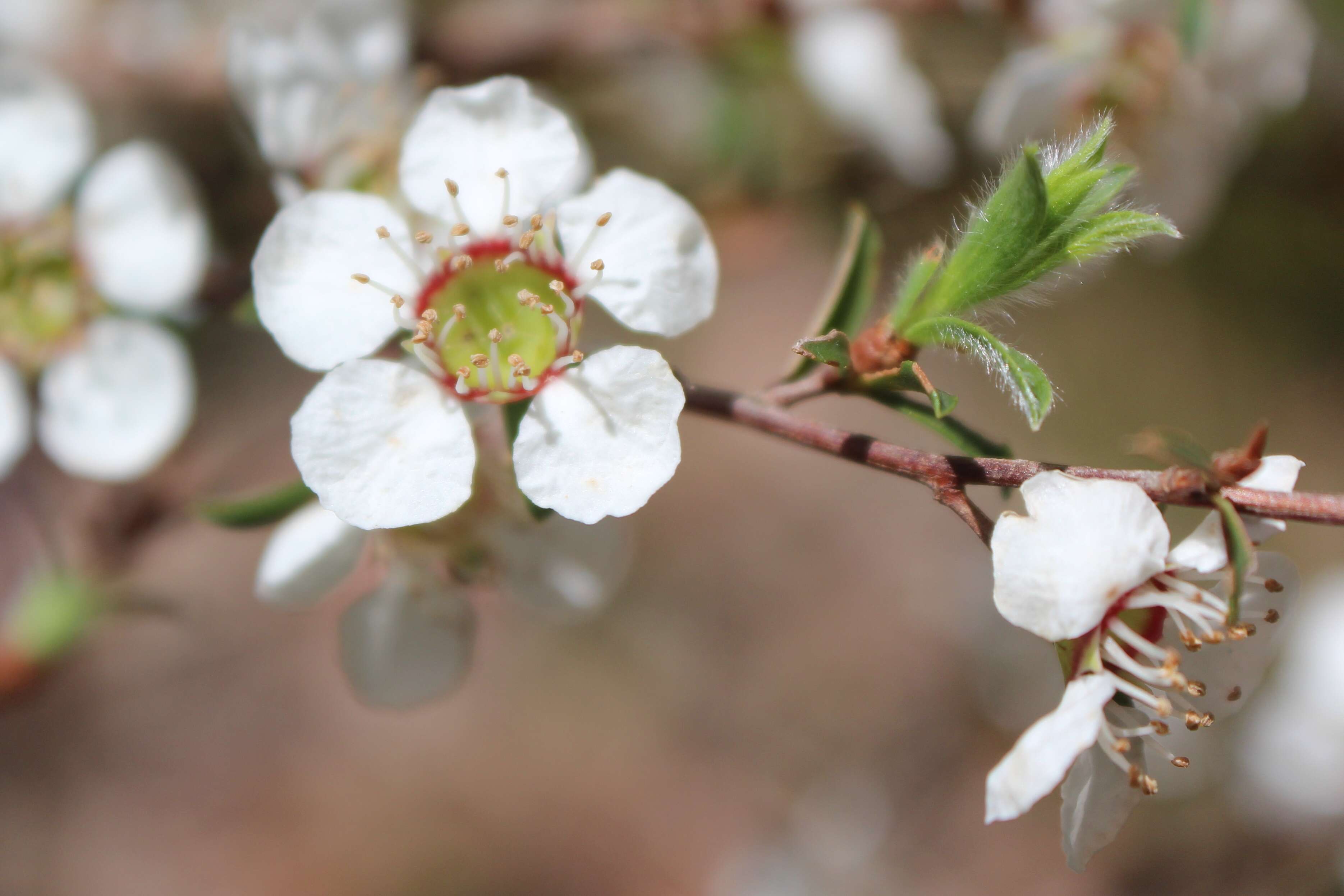 Sivun Leptospermum myrsinoides Schltdl. kuva