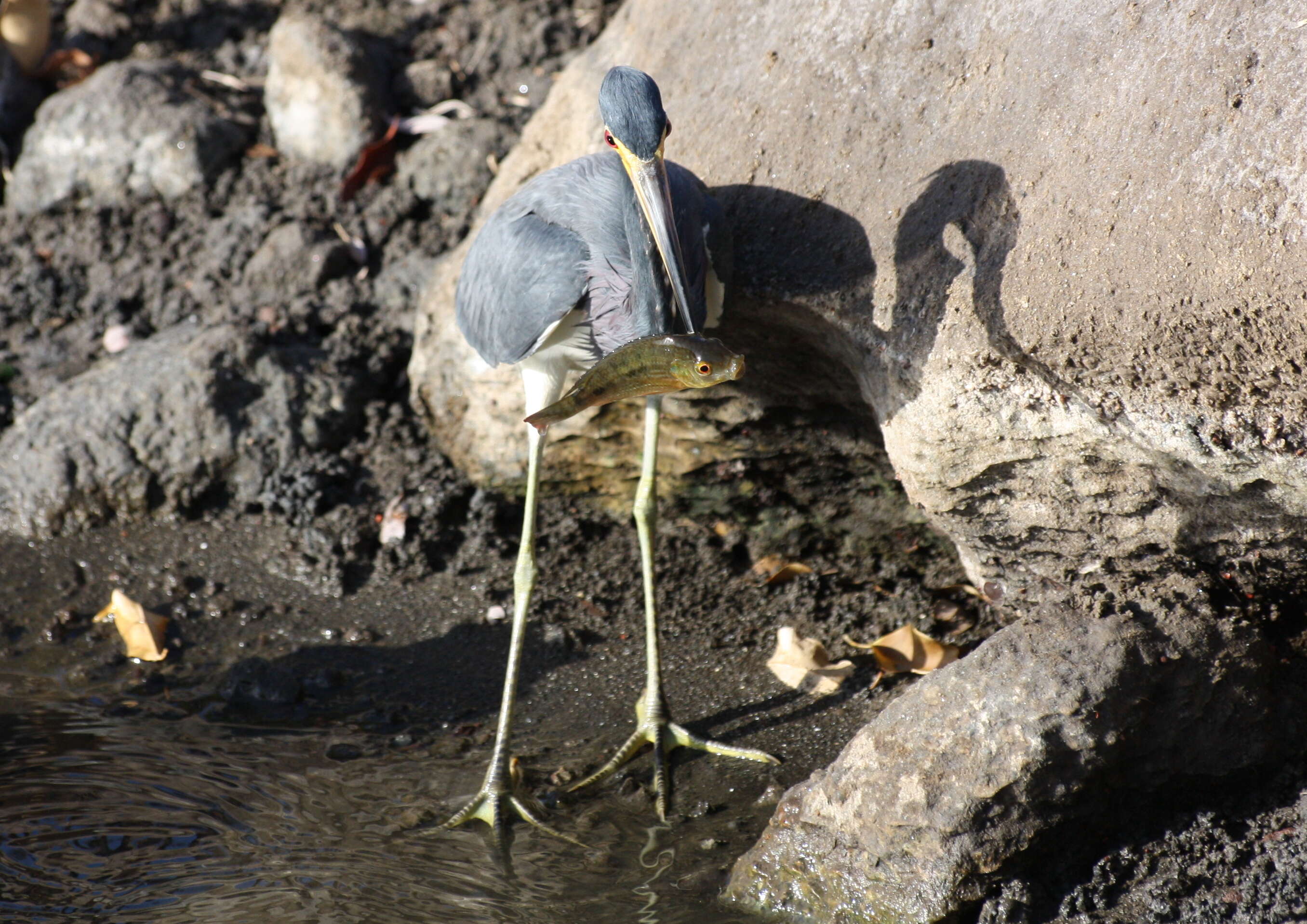 Image of Egretta Forster & T 1817