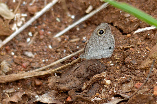 Слика од Ypthima asterope Klug 1832