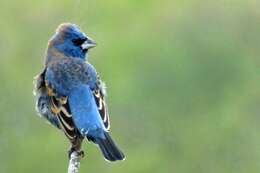 Image of Blue Grosbeak